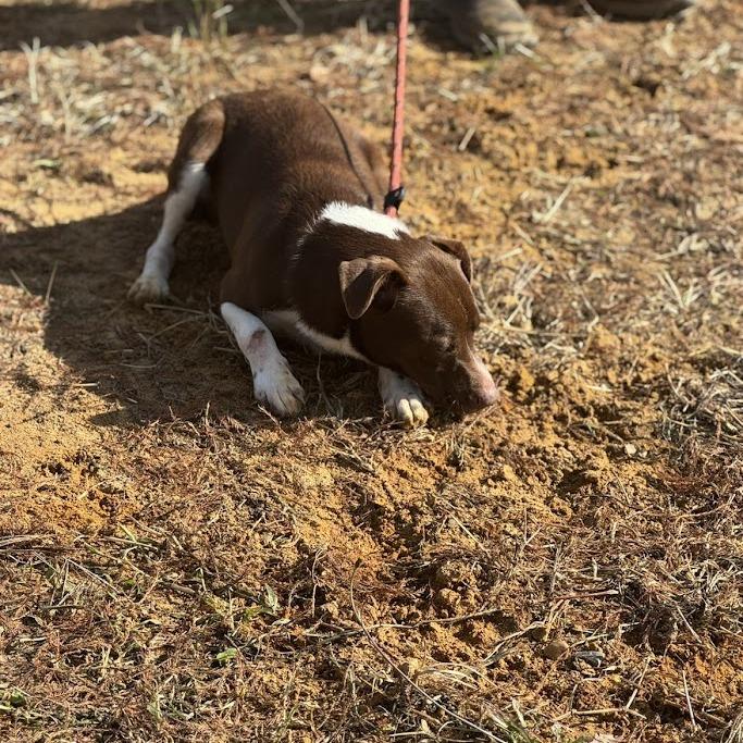 Enlarge Chip 042901, a Adoptable mixed breed in Amory, MS image 3/5