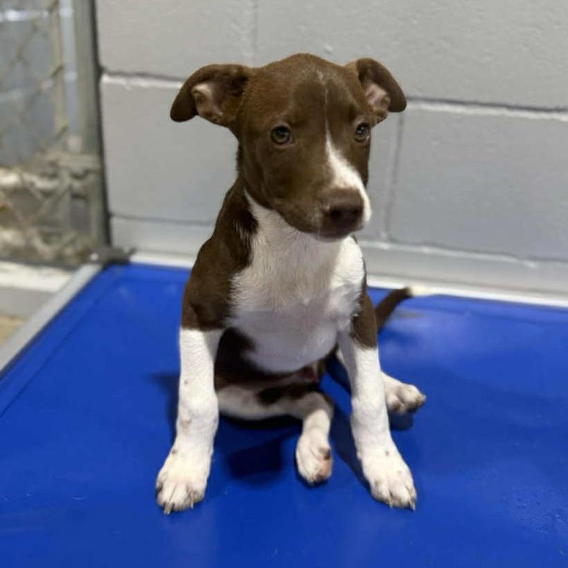 Enlarge Chip 042901, a Adoptable mixed breed in Amory, MS image 4/5