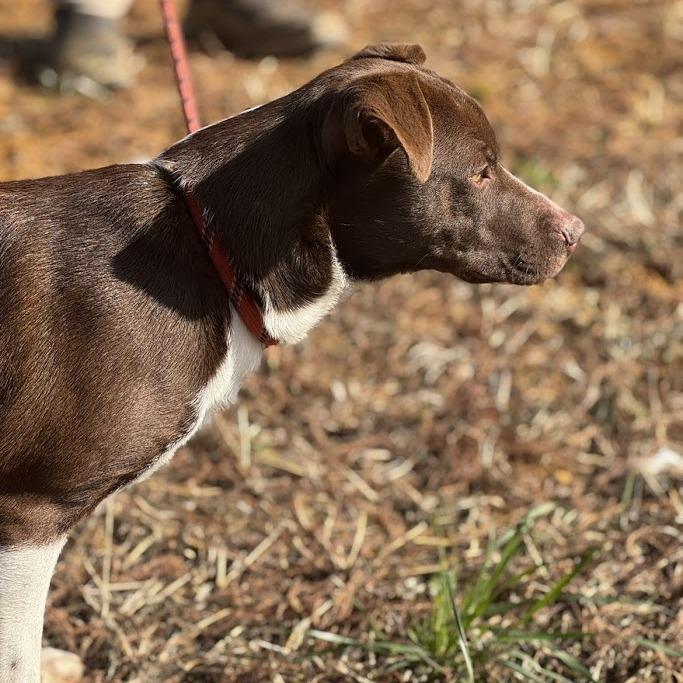 Enlarge Chip 042901, a Adoptable mixed breed in Amory, MS image 5/5
