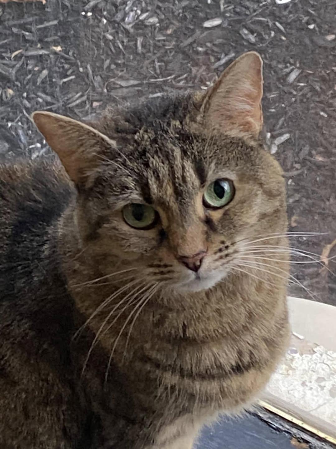 Rigby, a Adoptable Tabby in Hamburg, NY image 1/5