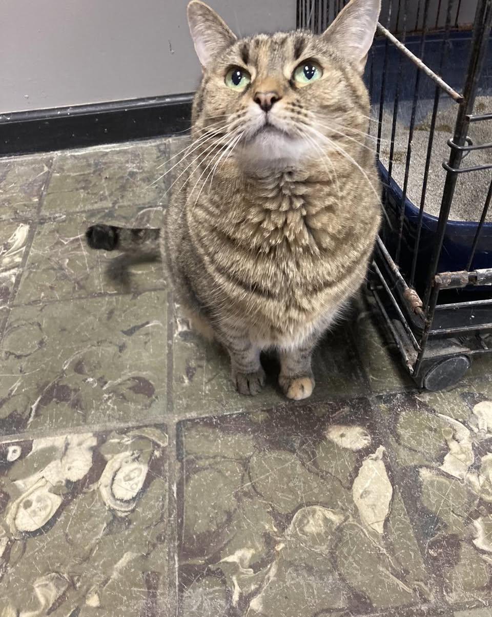 Rigby, a Adoptable Tabby in Hamburg, NY image 5/5