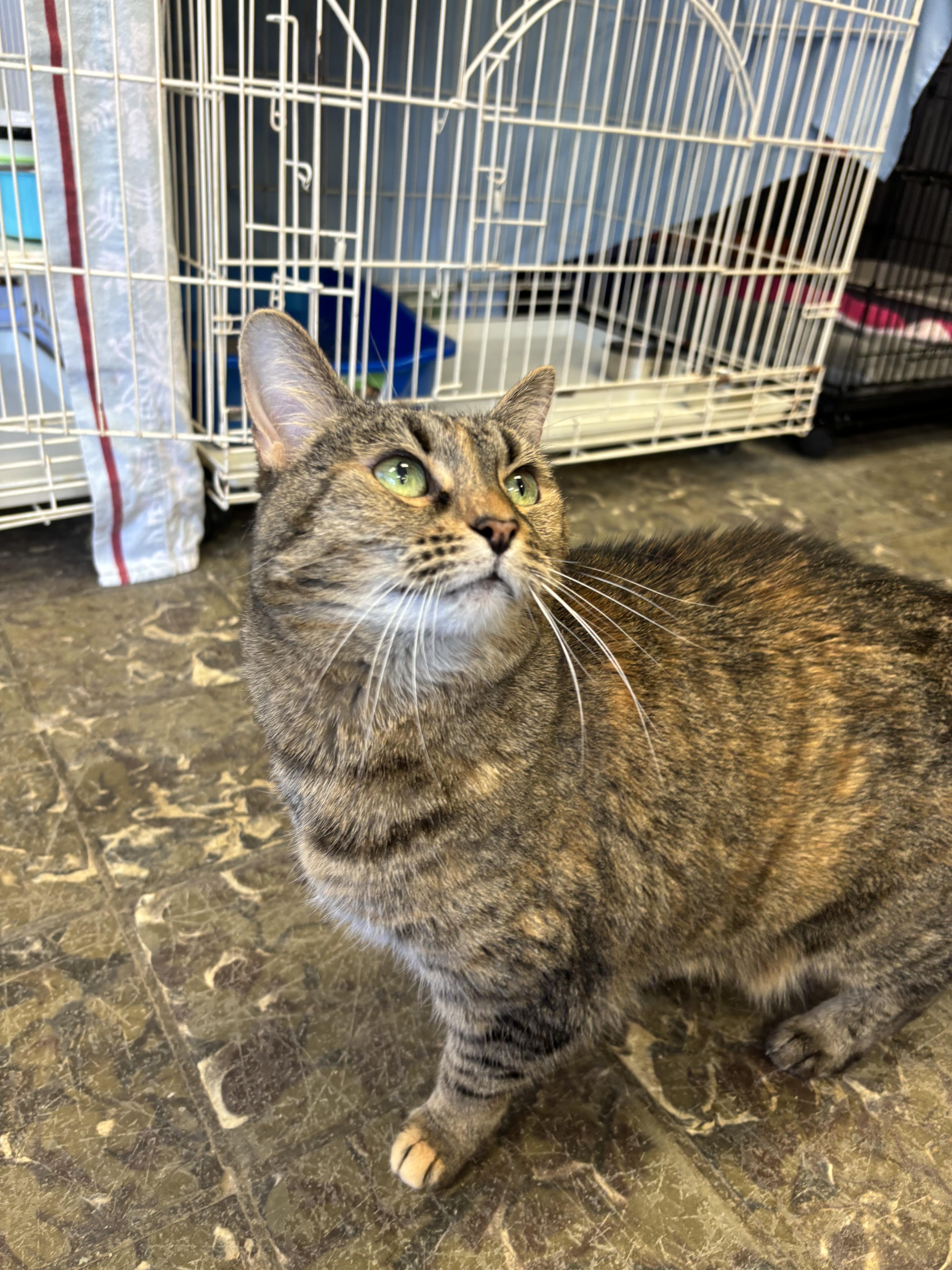 Rigby, a Adoptable Tabby in Hamburg, NY image 2/5