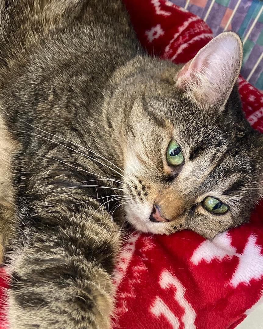 Rigby, a Adoptable Tabby in Hamburg, NY image 4/5