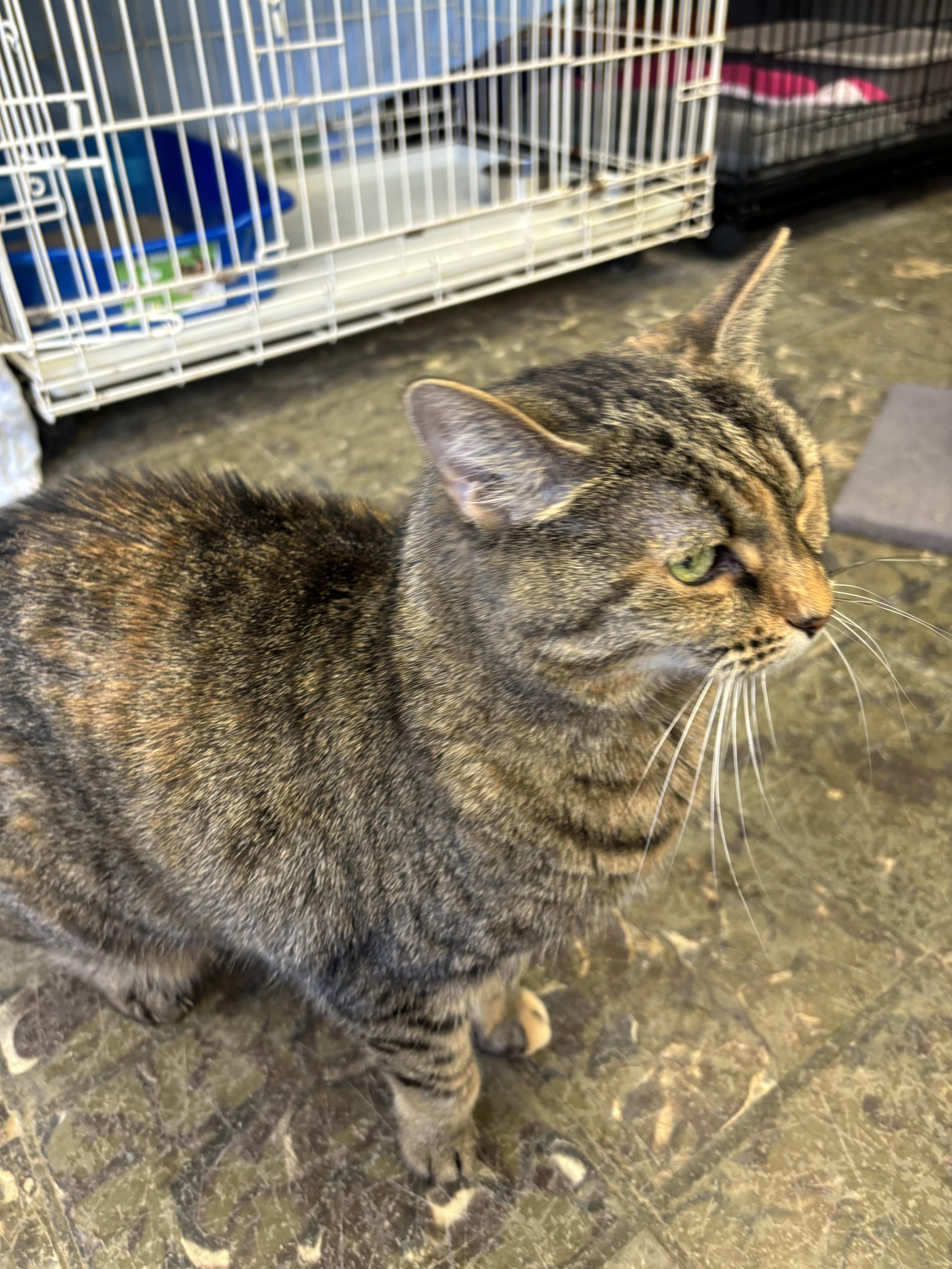 Rigby, a Adoptable Tabby in Hamburg, NY image 3/5