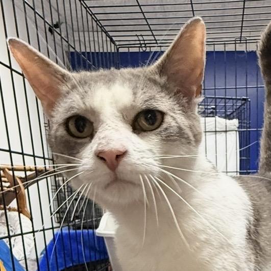 Enlarge Buck, a Adoptable Domestic Short Hair in Syracuse, NY image 2/3