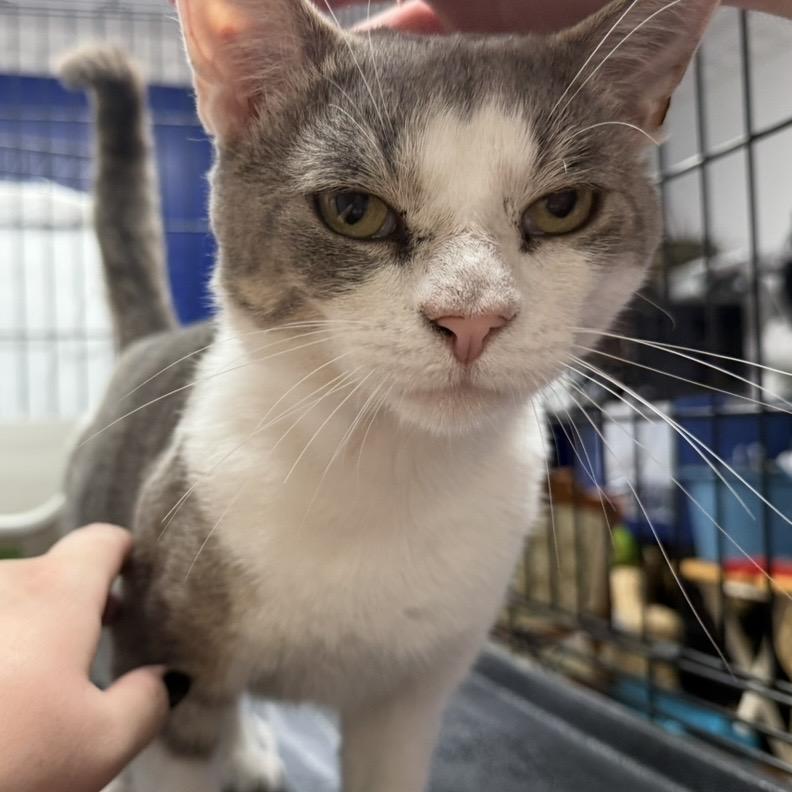 Enlarge Buck, a Adoptable Domestic Short Hair in Syracuse, NY image 3/3