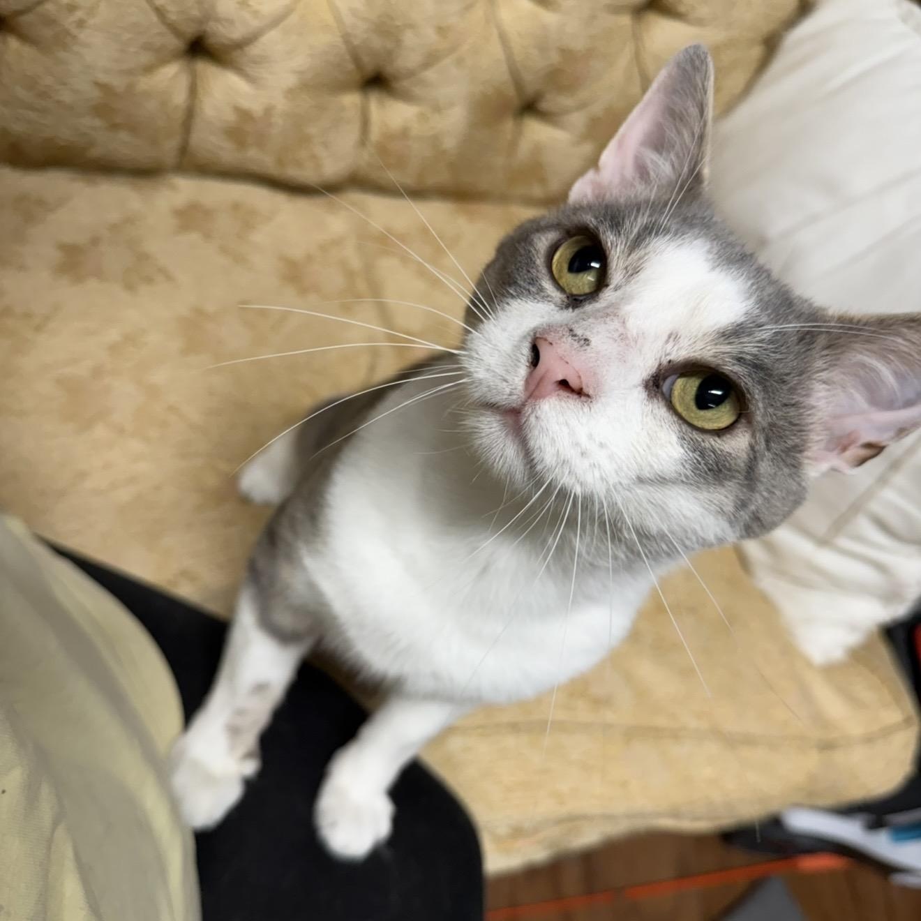 Enlarge Buck, a Adoptable Domestic Short Hair in Syracuse, NY image 1/3