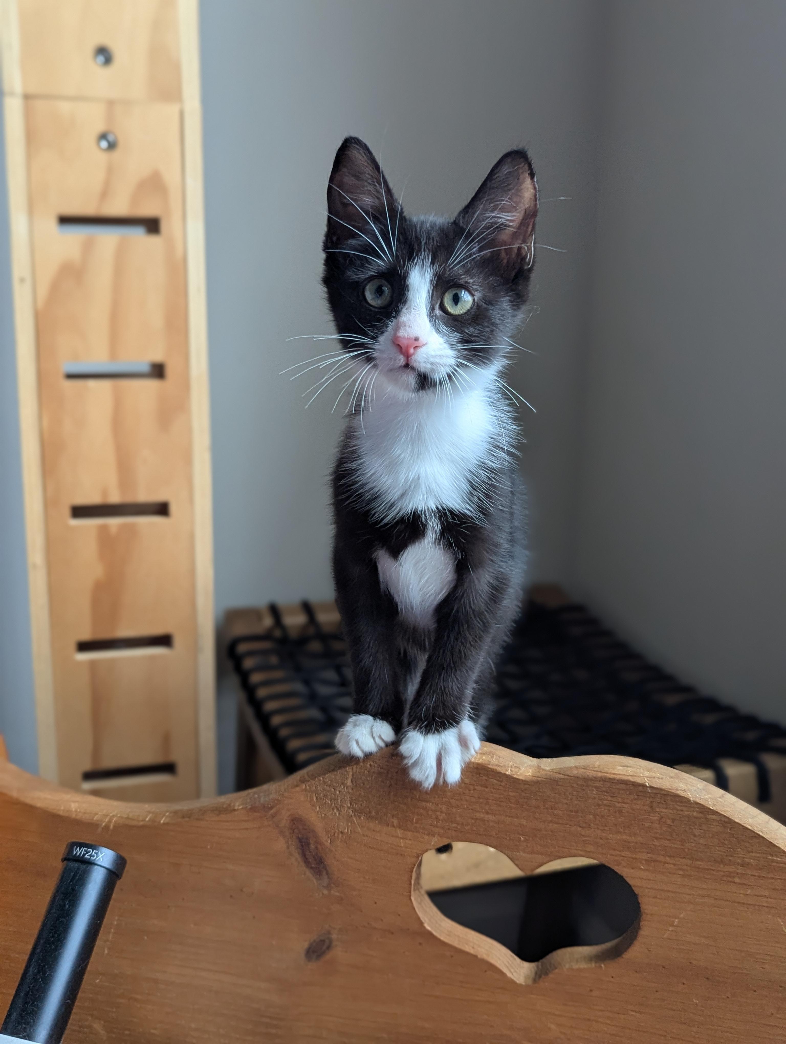 Blossom (Powerpuff Crew), a ADOPTABLE Domestic Short Hair in Atlanta, GA image 2/6