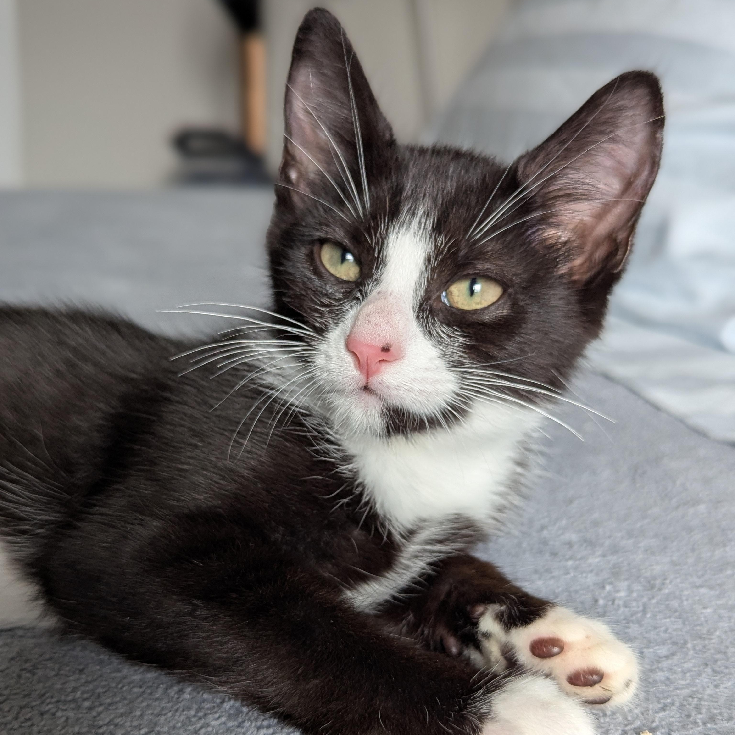 Blossom (Powerpuff Crew), a ADOPTABLE Domestic Short Hair in Atlanta, GA image 4/6