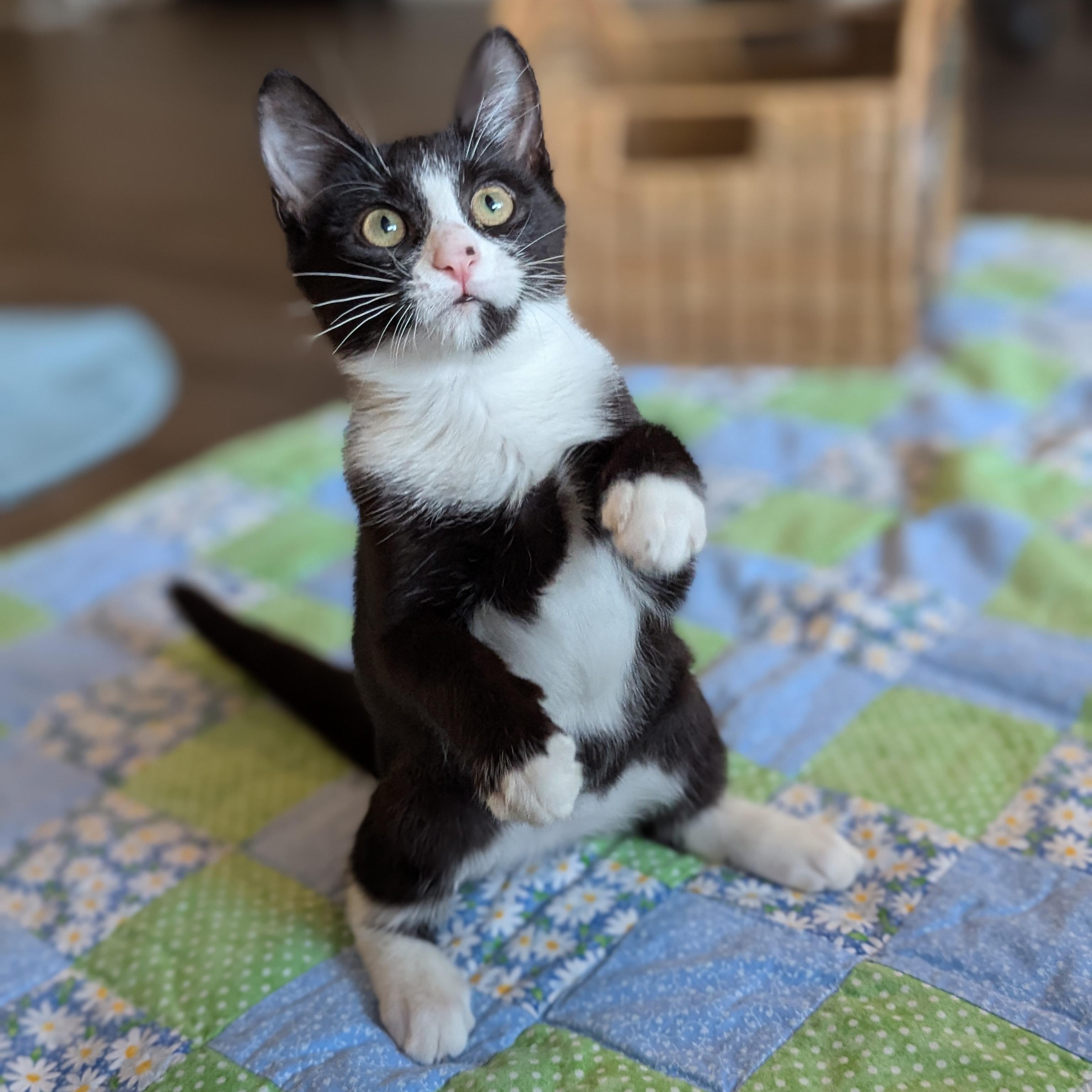 Enlarge Blossom (Powerpuff Crew), a Adoptable Domestic Short Hair in Atlanta, GA image 2/6