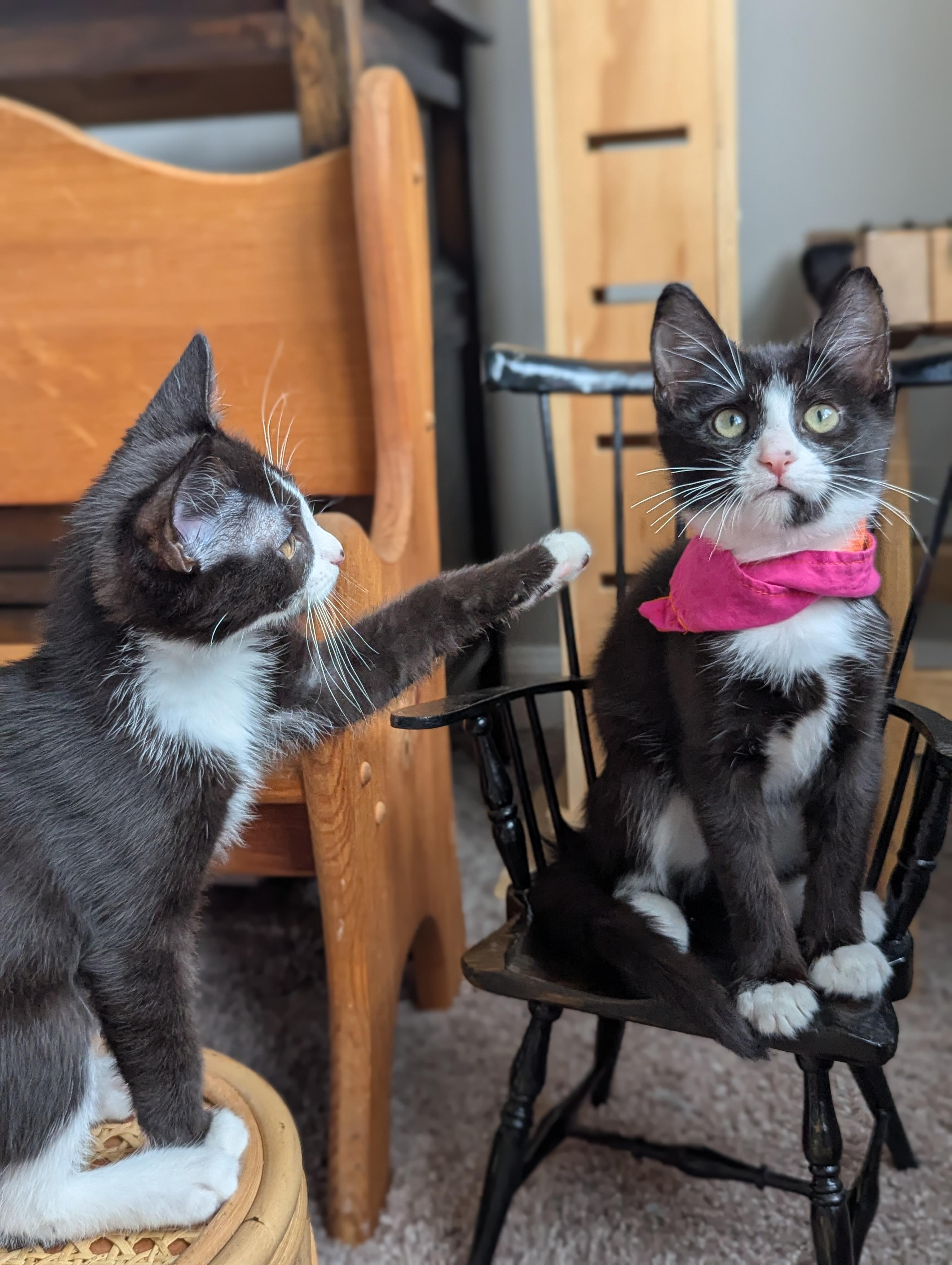 Blossom (Powerpuff Crew), a ADOPTABLE Domestic Short Hair in Atlanta, GA image 3/6