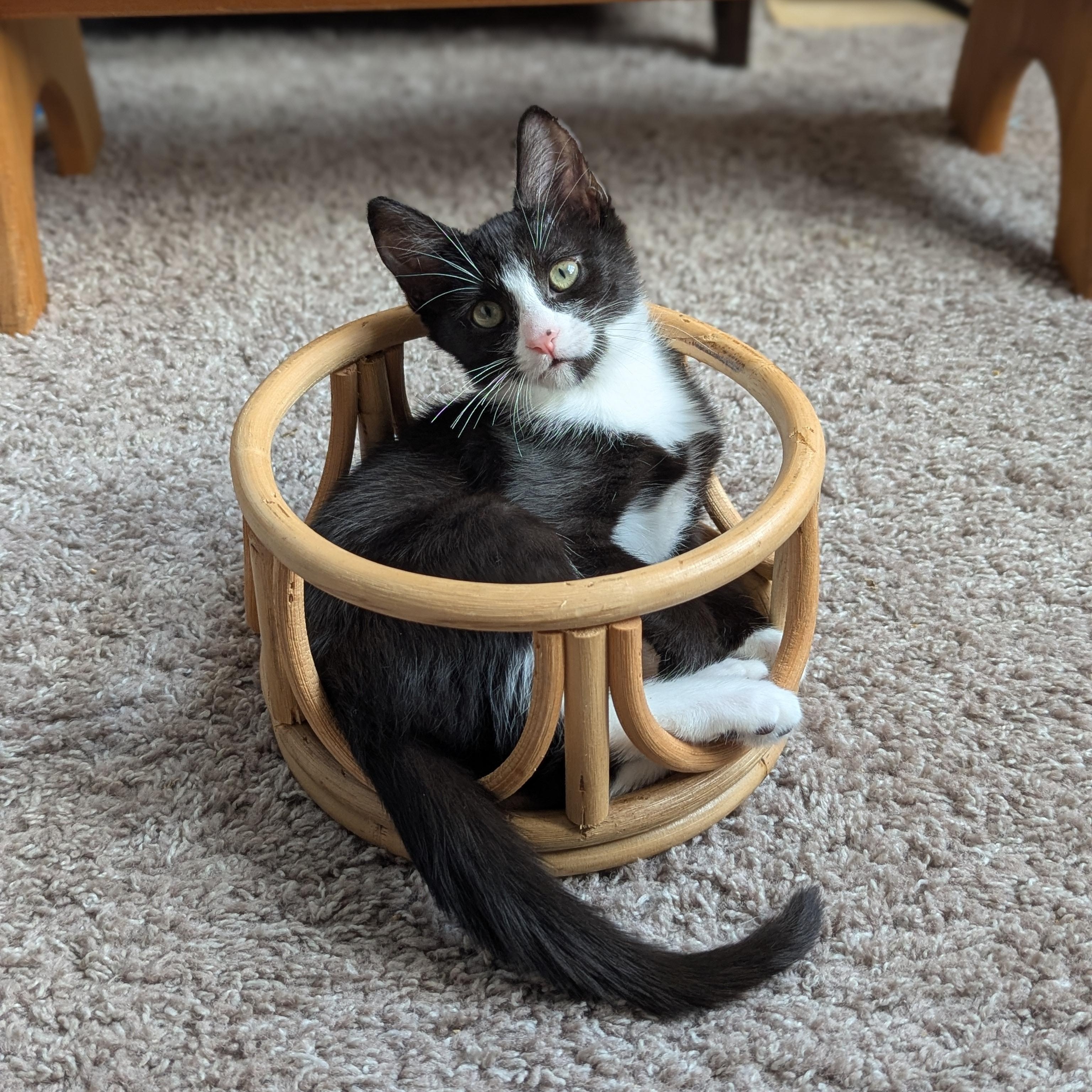 Blossom (Powerpuff Crew), a ADOPTABLE Domestic Short Hair in Atlanta, GA image 5/6