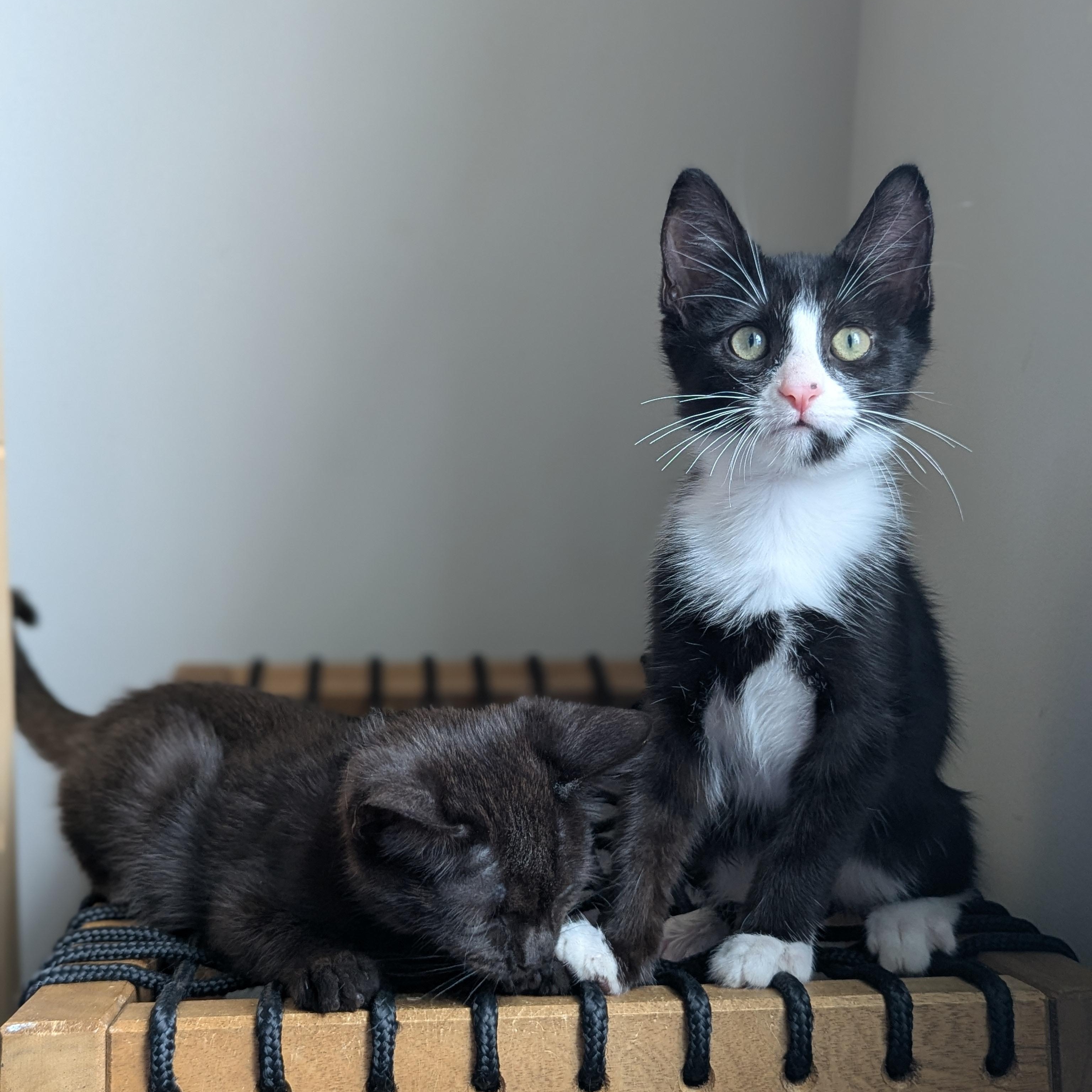 Blossom (Powerpuff Crew), a ADOPTABLE Domestic Short Hair in Atlanta, GA image 1/6