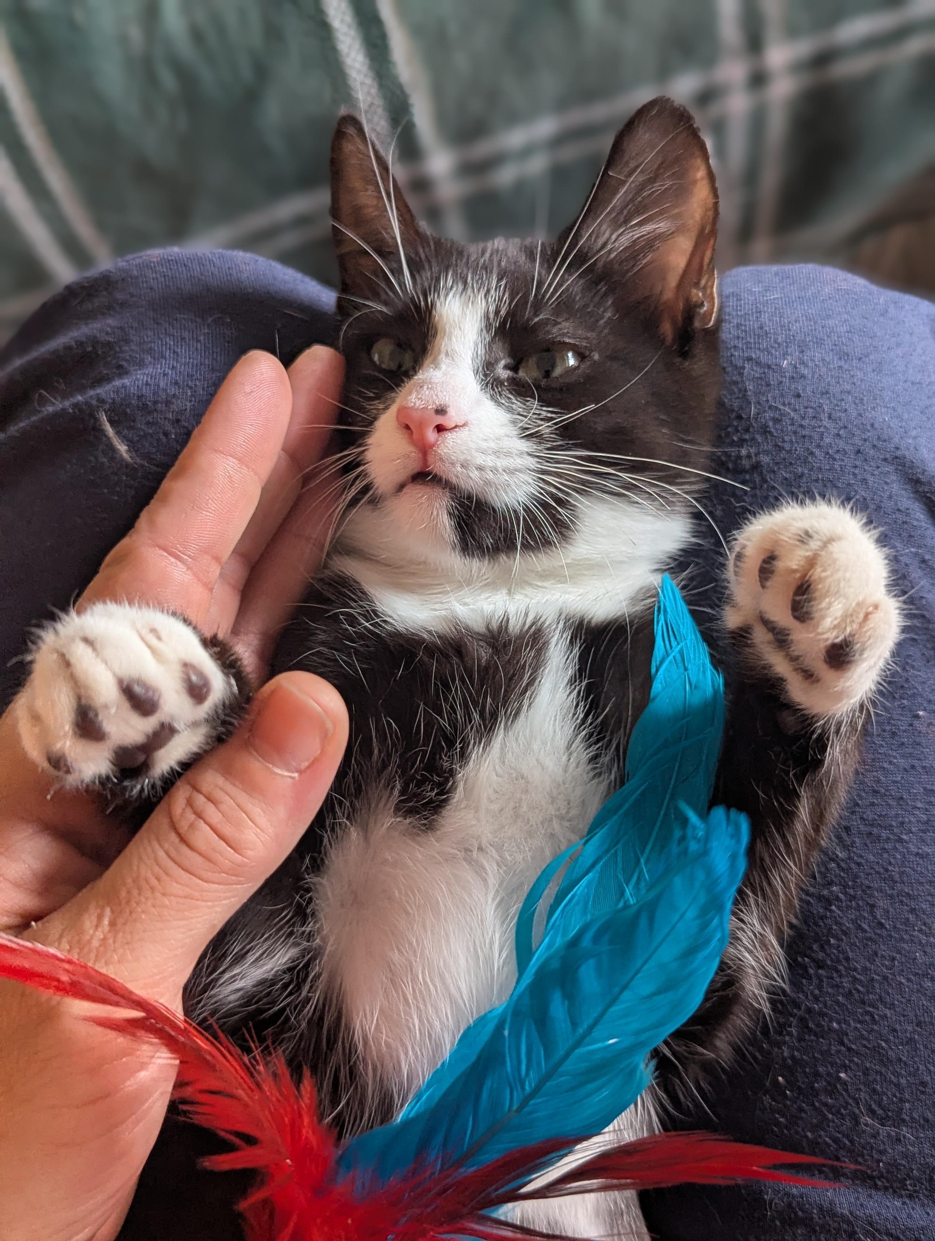 Blossom (Powerpuff Crew), a ADOPTABLE Domestic Short Hair in Atlanta, GA image 6/6