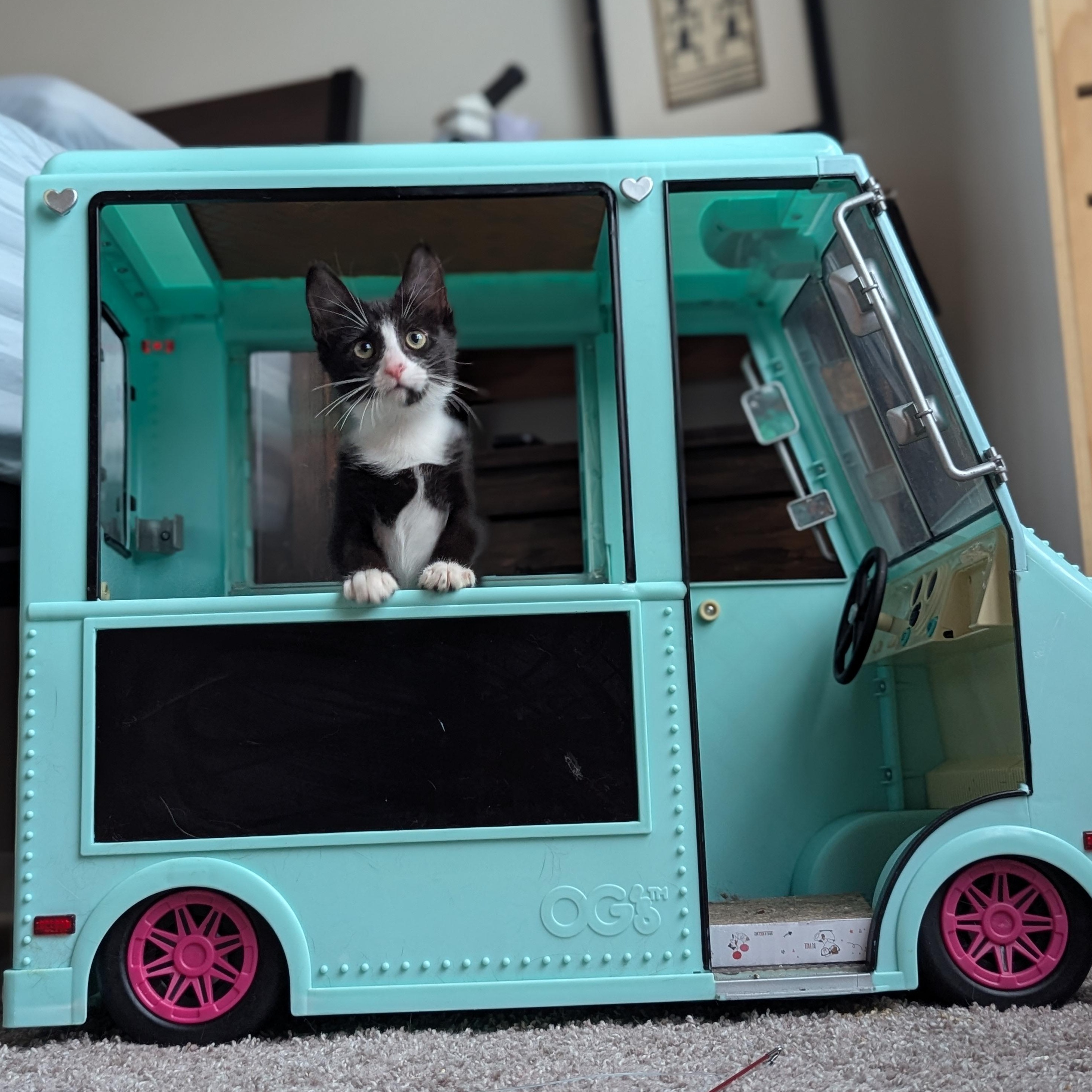 Blossom (Powerpuff Crew), ADOPTABLE, Kitten Female Domestic Short Hair.