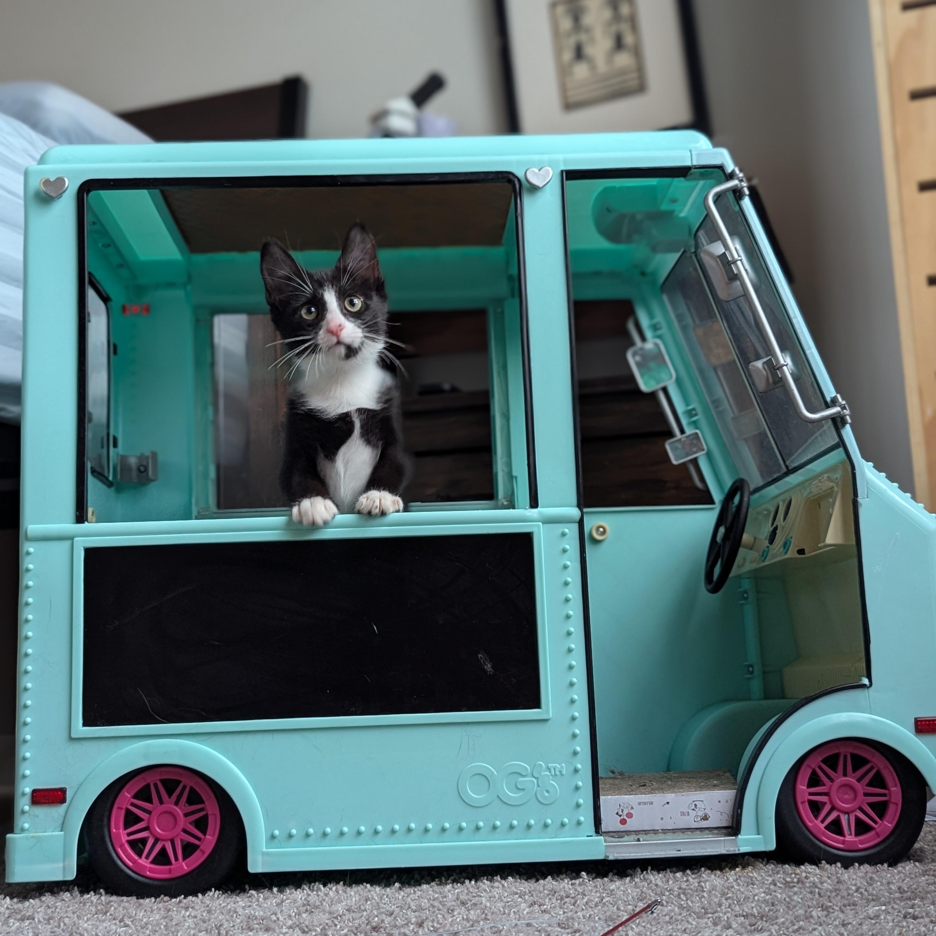Blossom (Powerpuff Crew), a ADOPTABLE Domestic Short Hair in Atlanta, GA image 6/6