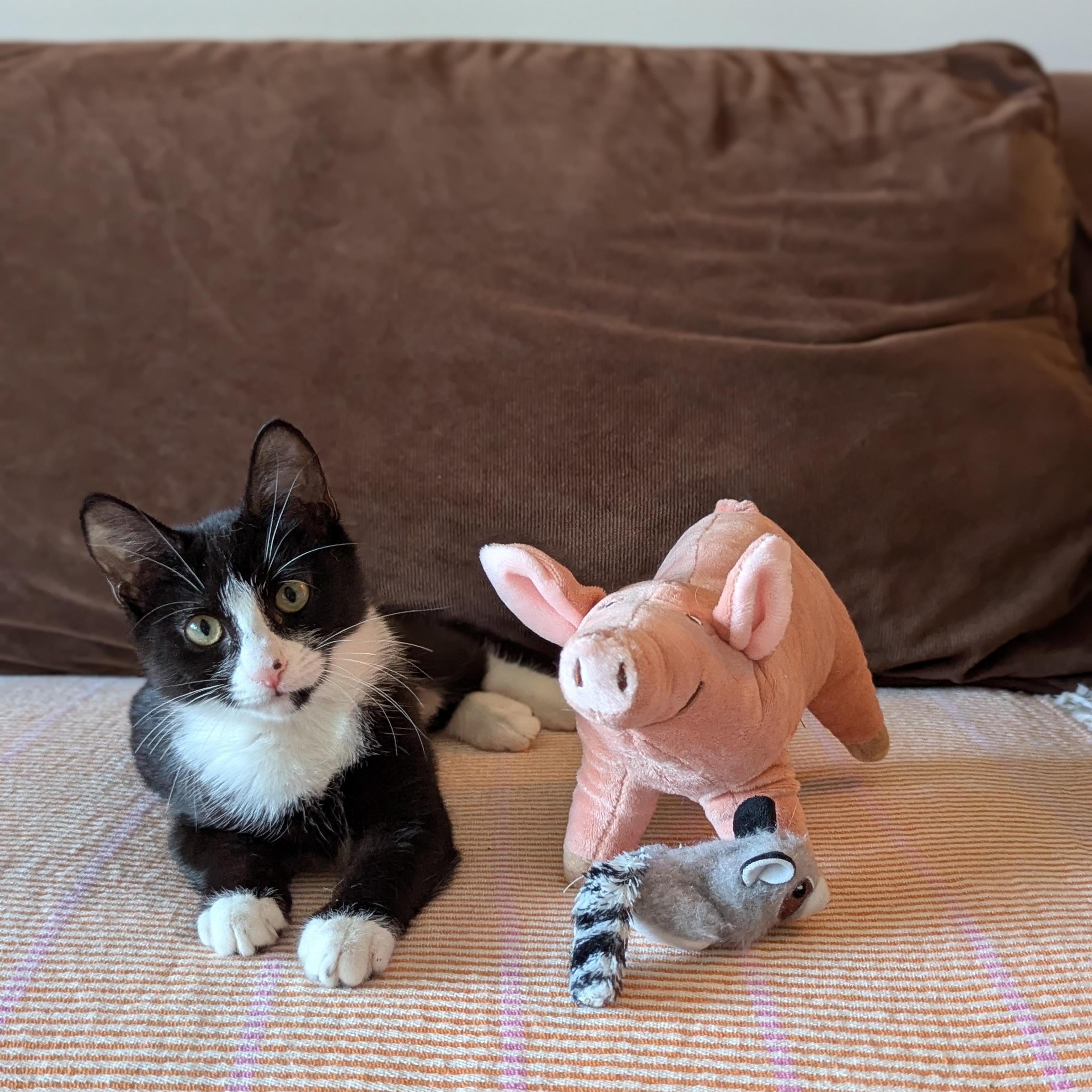 Blossom (Powerpuff Crew), Adoptable, Kitten Female Domestic Short Hair.