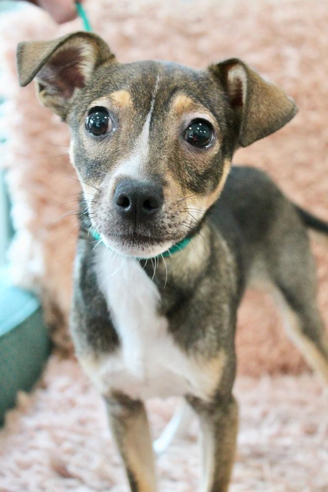 Enlarge Dr. Puppers, a Adopted mixed breed in Sealy, TX image 2/6