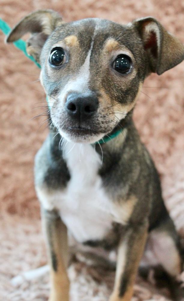 Enlarge Dr. Puppers, a Adopted mixed breed in Sealy, TX image 3/6