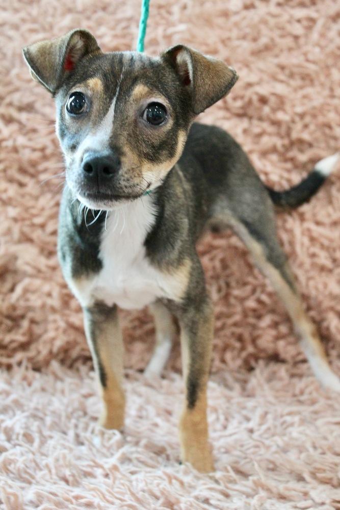 Enlarge Dr. Puppers, a Adopted mixed breed in Sealy, TX image 4/6