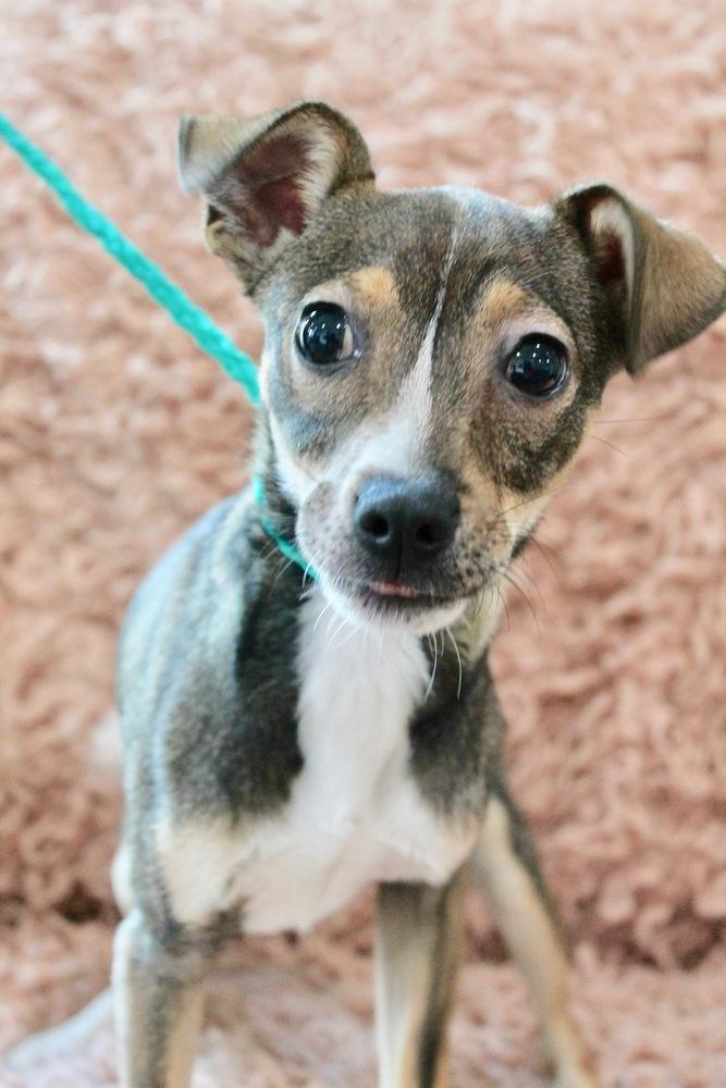 Enlarge Dr. Puppers, a Adopted mixed breed in Sealy, TX image 5/6