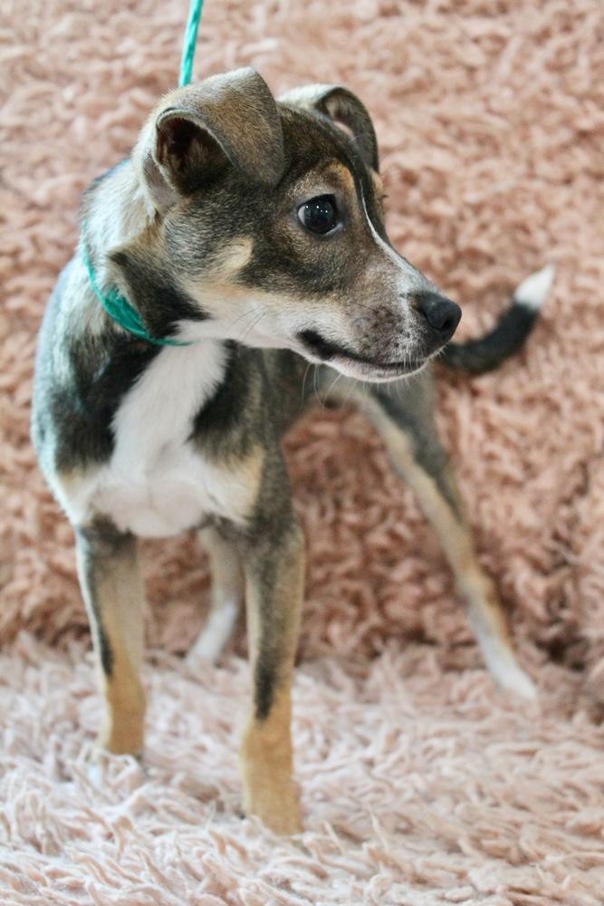 Enlarge Dr. Puppers, a Adopted mixed breed in Sealy, TX image 6/6