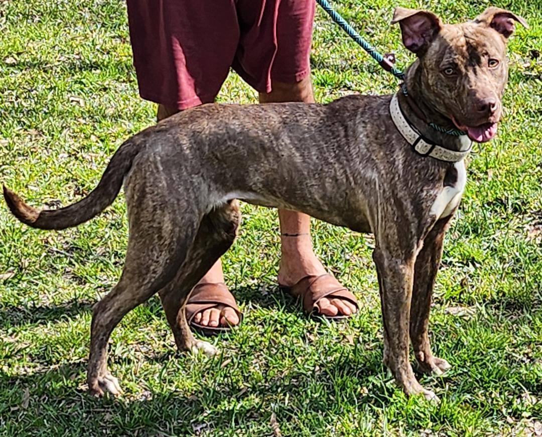 Vanjie, Adopted, Young Female Dutch Shepherd & Labrador Retriever.