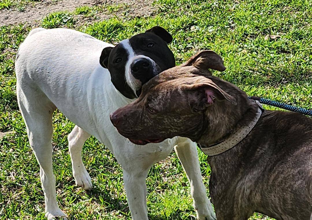 Vanjie, Adopted, Young Female Dutch Shepherd & Labrador Retriever.