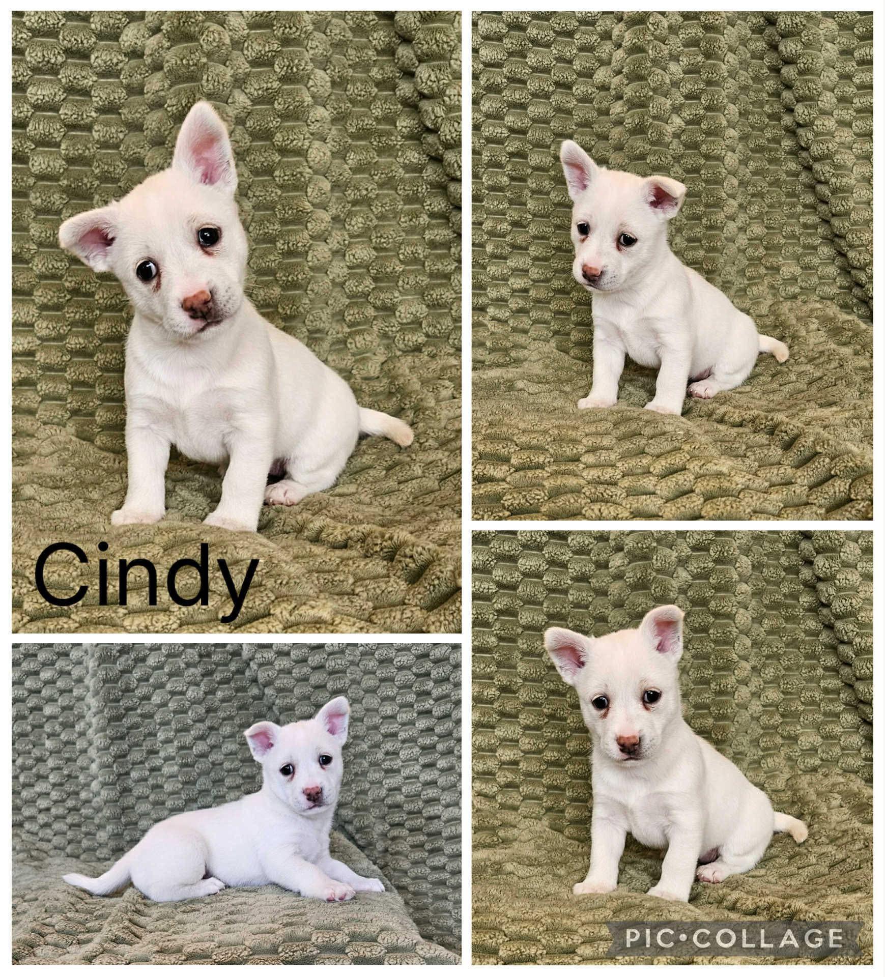 Enlarge Cindy, a ADOPTABLE mixed breed in Enterprise, AL image 1/1