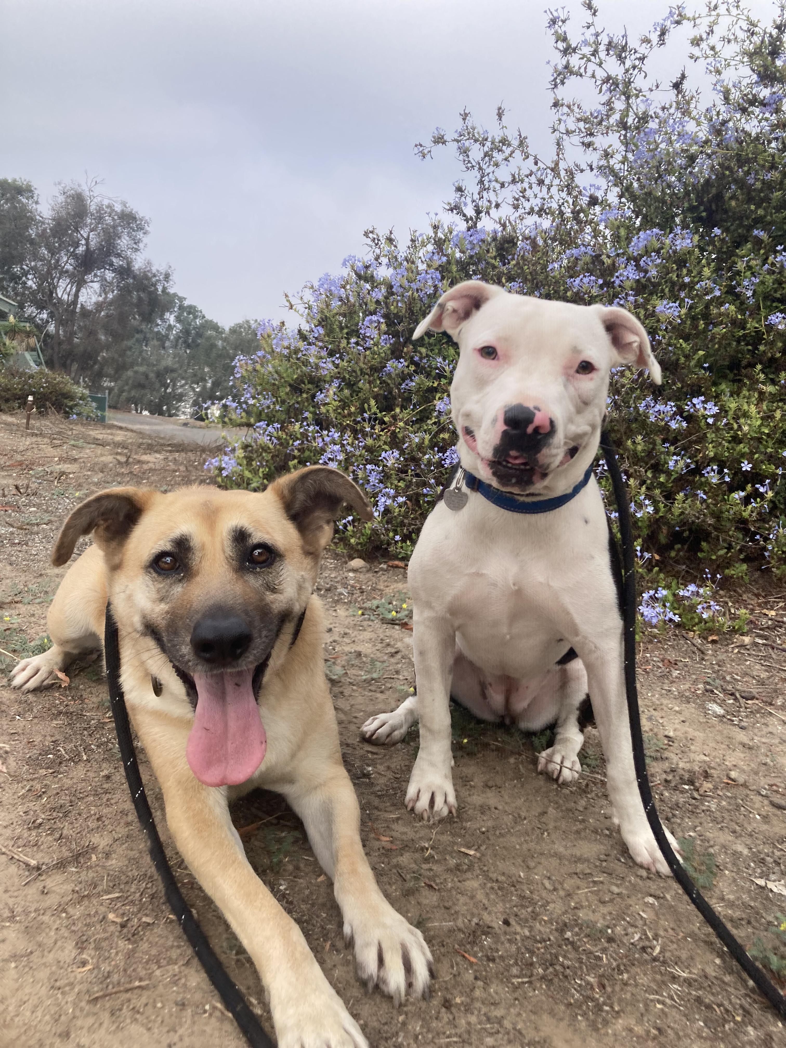 Enlarge HOPE, a Adoptable mixed breed in Pasadena, CA image 2/4