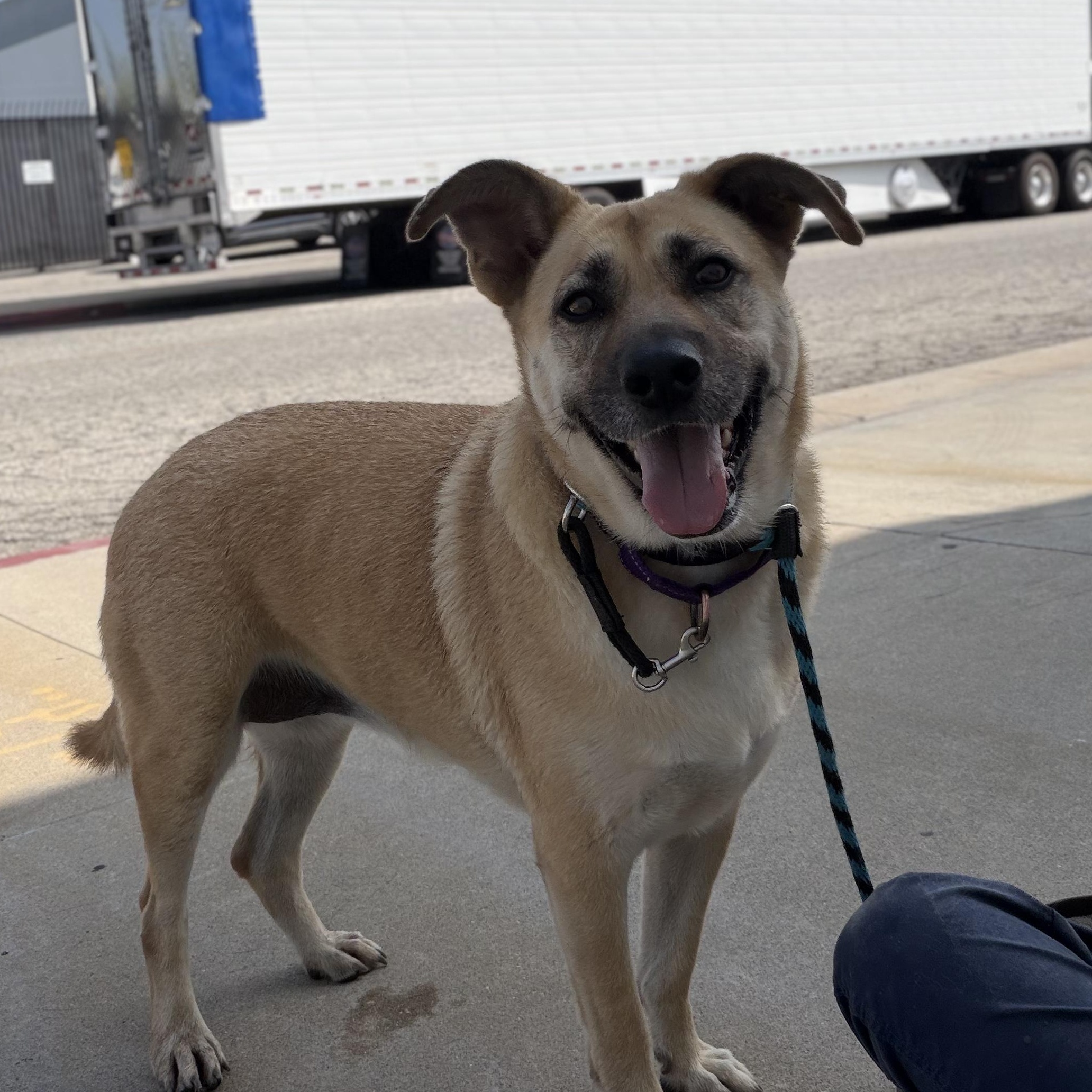Enlarge HOPE, a Adoptable mixed breed in Pasadena, CA image 4/4