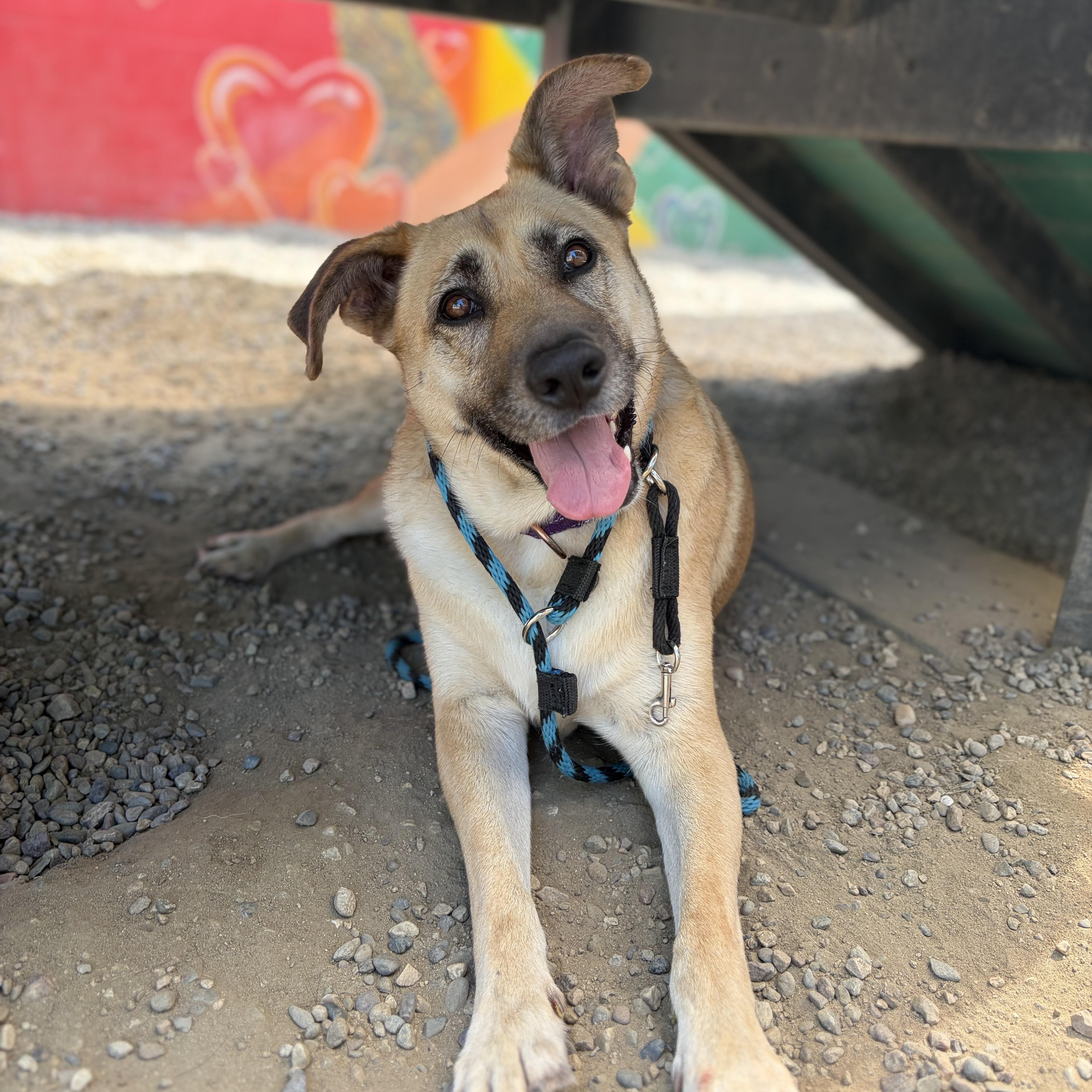 HOPE, Adoptable, Young Female Yellow Labrador Retriever.