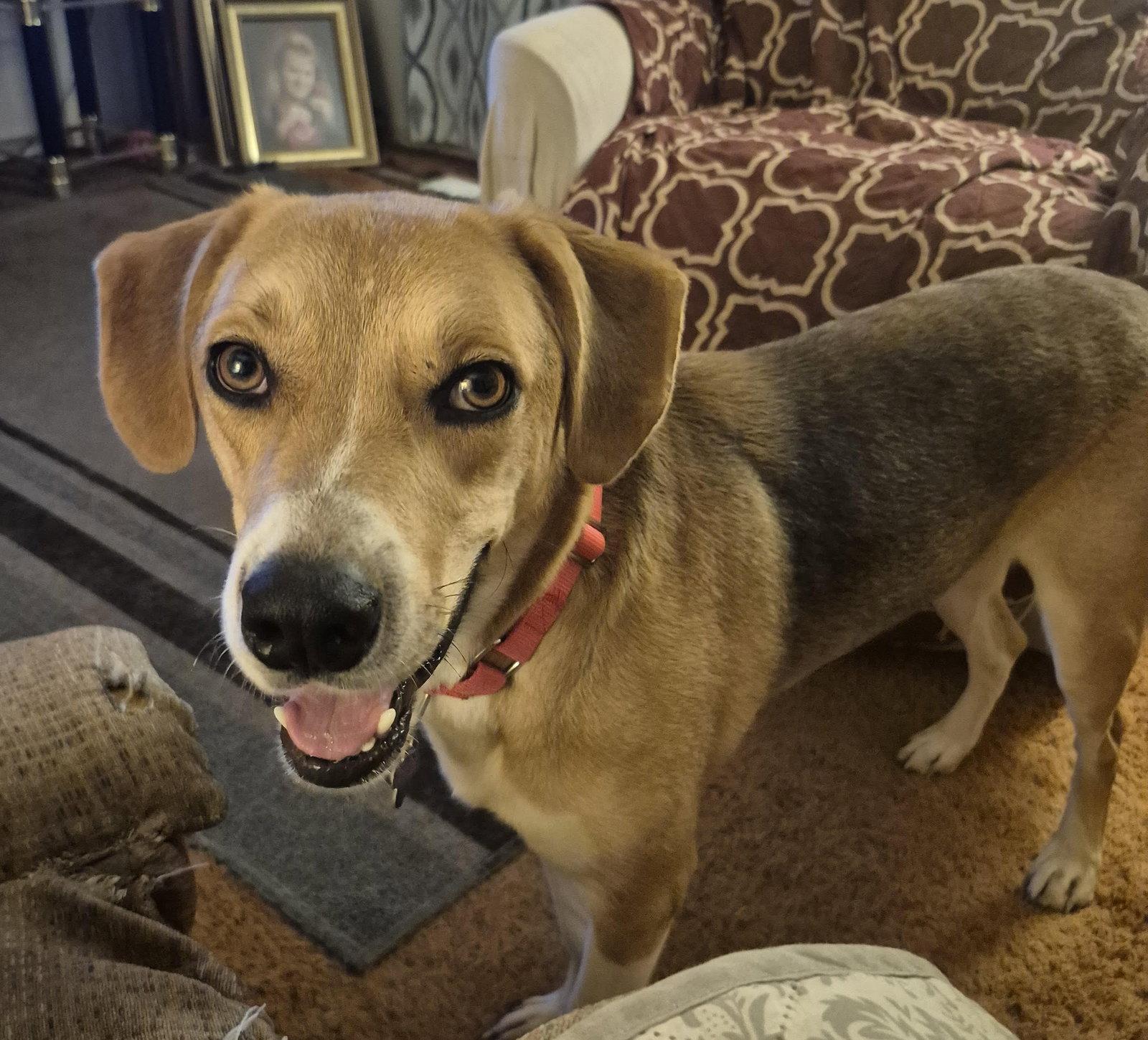 Enlarge Clyde, a Adoptable mixed breed in St. Louis, MO image 1/3