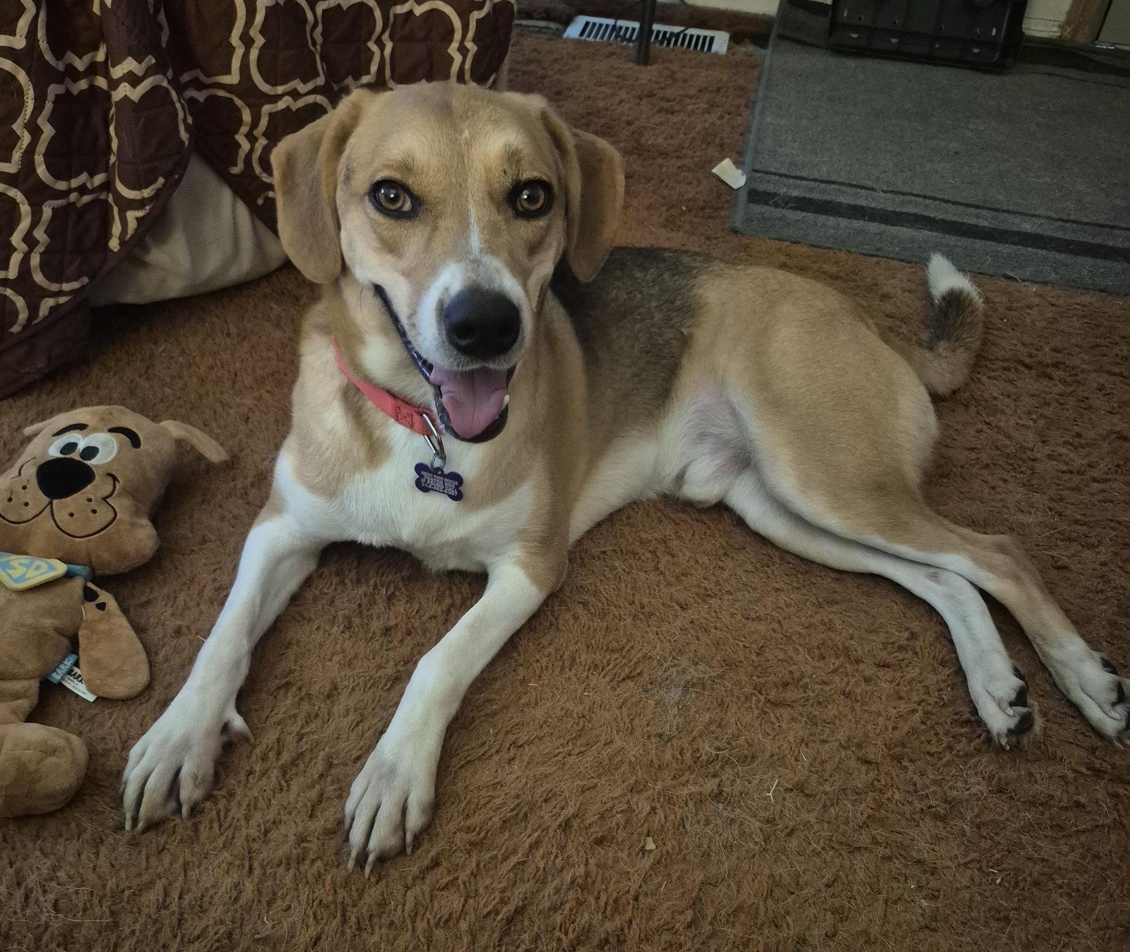 Enlarge Clyde, a Adoptable mixed breed in St. Louis, MO image 2/3