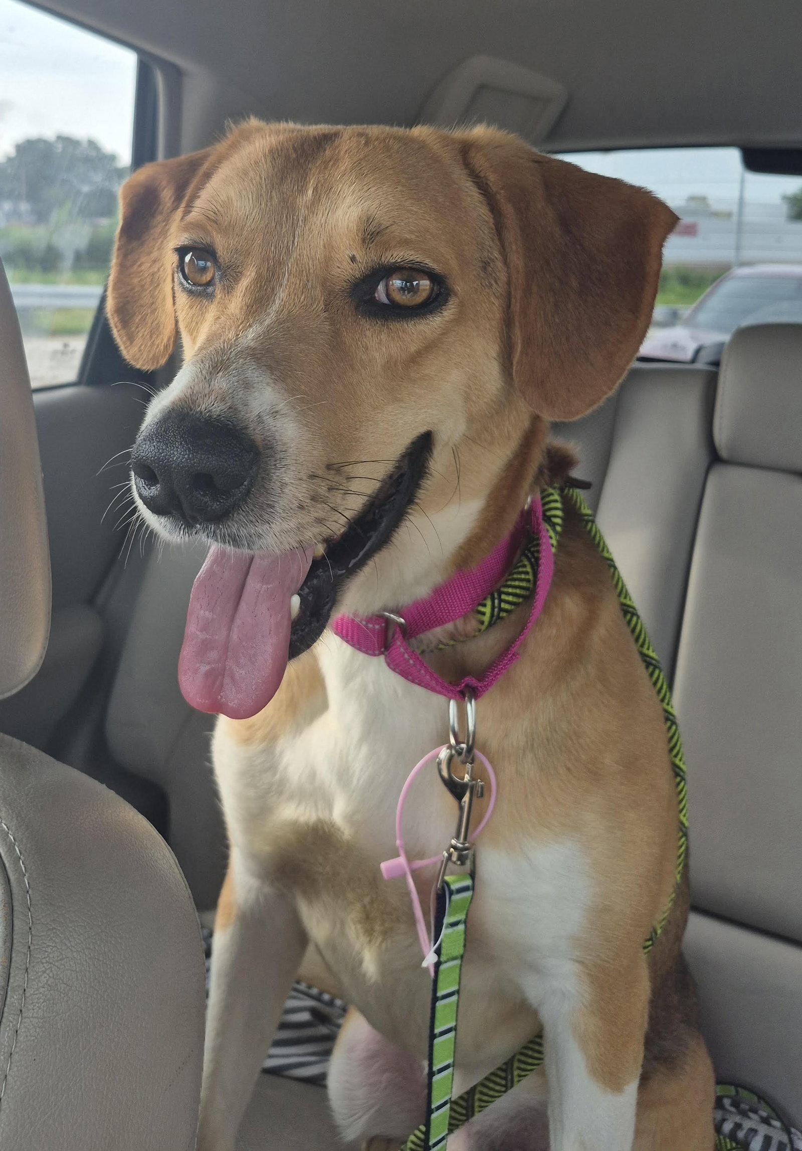 Enlarge Clyde, a Adoptable mixed breed in St. Louis, MO image 3/3