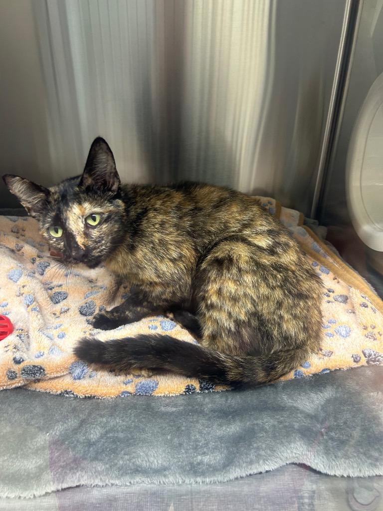 Enlarge Trixie, a Adoptable mixed breed in Seven Points, TX image 1/1