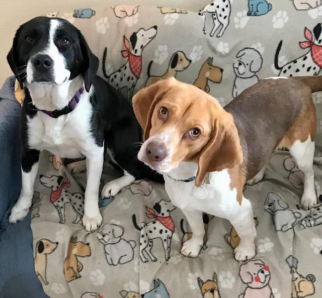 Enlarge Baron, an adopted Beagle in Honeoye Falls, NY image 2/2