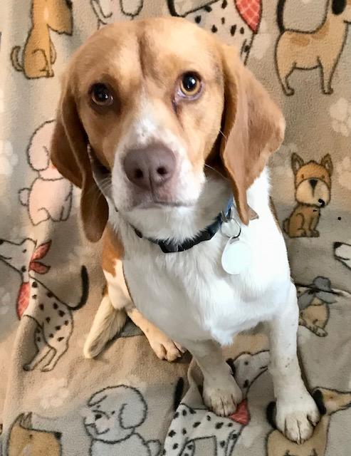 Baron, adopted, Adult Male Beagle.