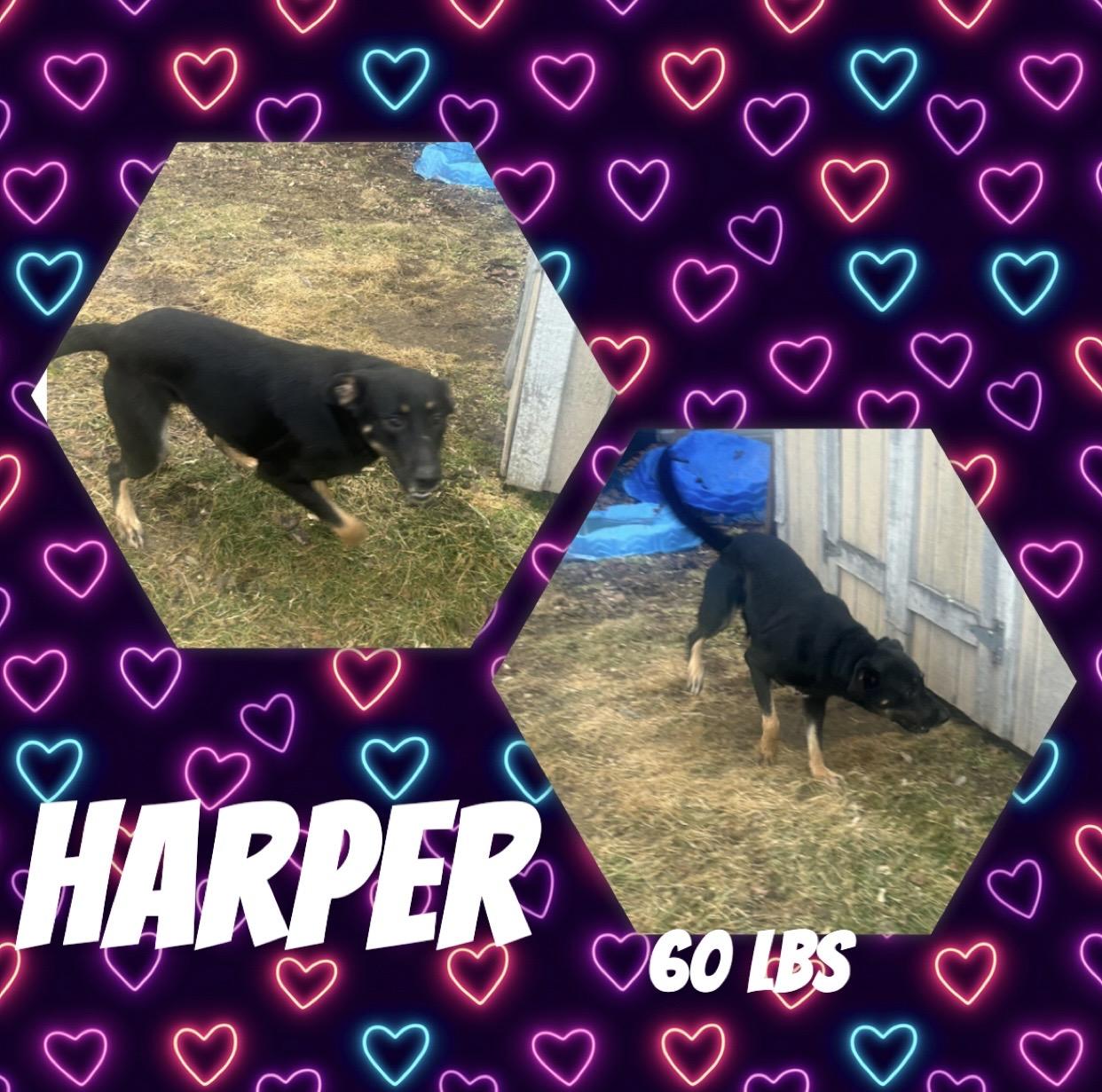 Harper, ADOPTABLE, Young Female German Shepherd Dog.