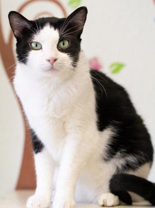 Enlarge Leila, a Adoptable mixed breed in Helendale, CA image 1/1