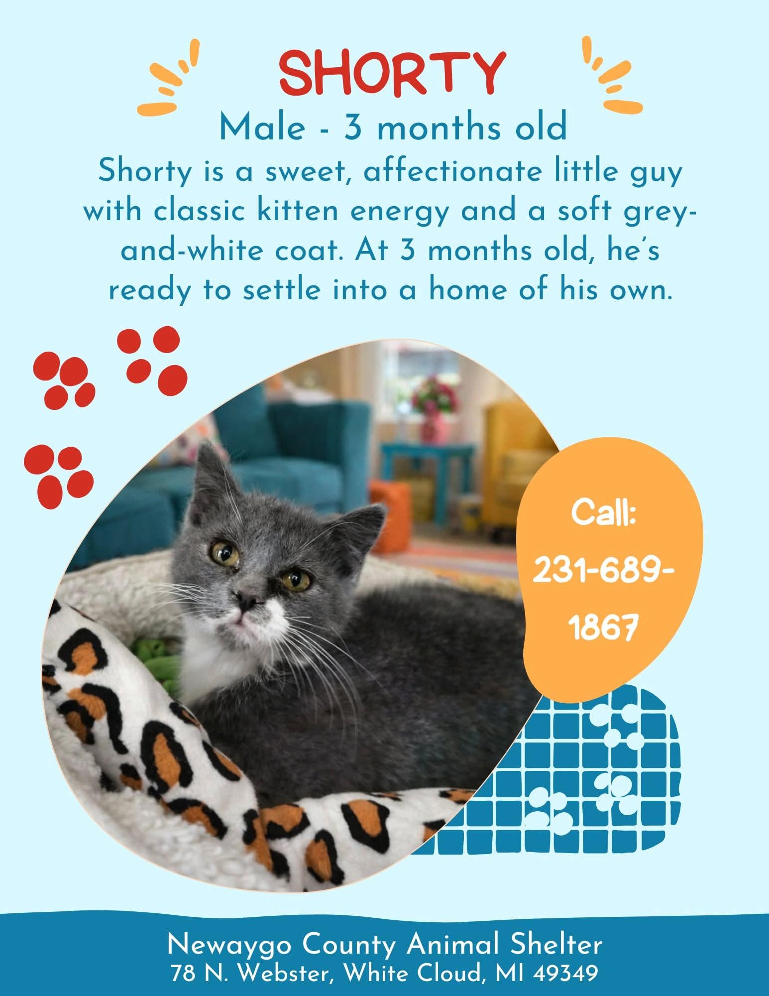 Shorty, ADOPTABLE, Kitten Male Domestic Medium Hair.