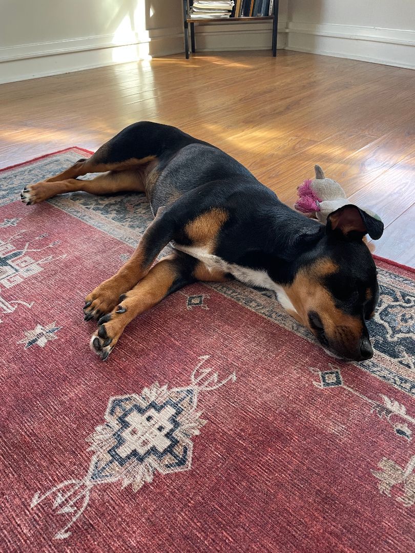 Zoey, Adopted, Young Female German Pinscher & Manchester Terrier.