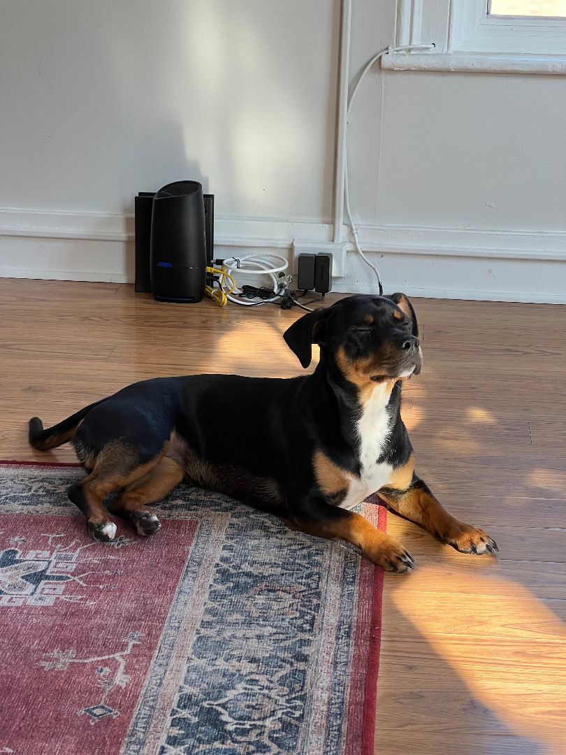 Enlarge Zoey, a Adopted mixed breed in Kingston, NY image 2/3