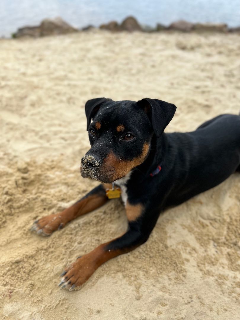 Enlarge Zoey, a Adopted mixed breed in Kingston, NY image 3/3