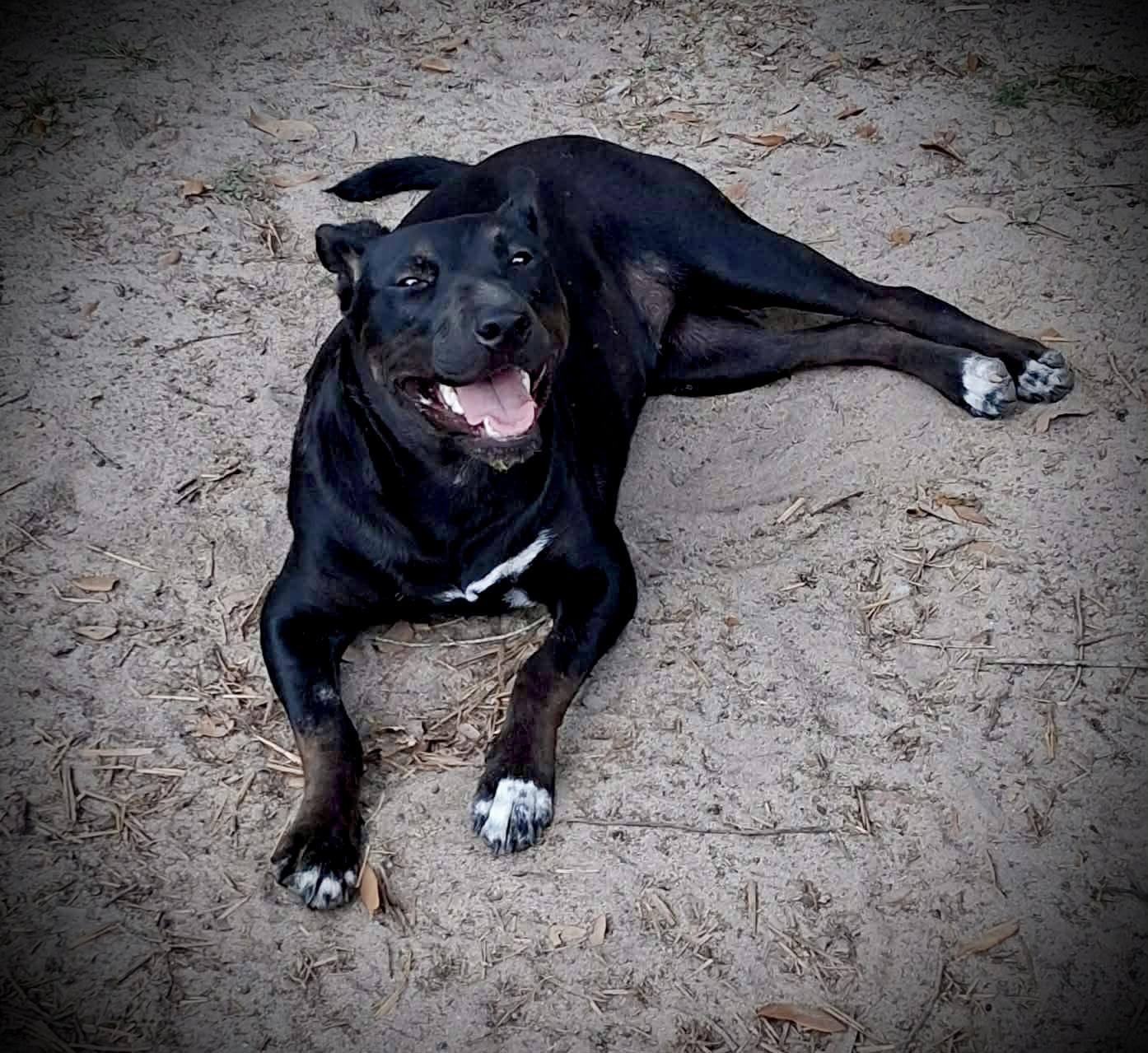 Enlarge Storm, a ADOPTABLE Mixed Breed in Milton, FL image 5/5