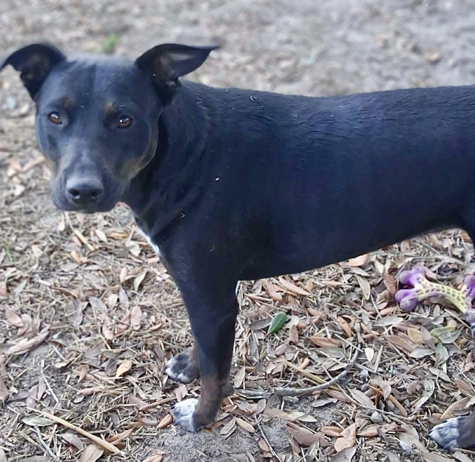 Enlarge Storm, a ADOPTABLE Mixed Breed in Milton, FL image 4/5