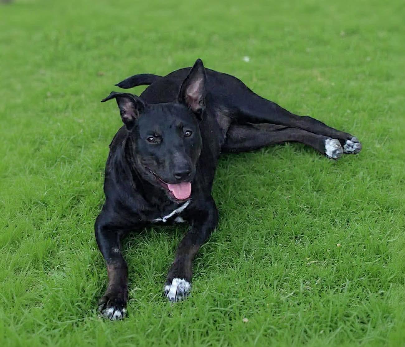 Enlarge Storm, a ADOPTABLE Mixed Breed in Milton, FL image 2/5