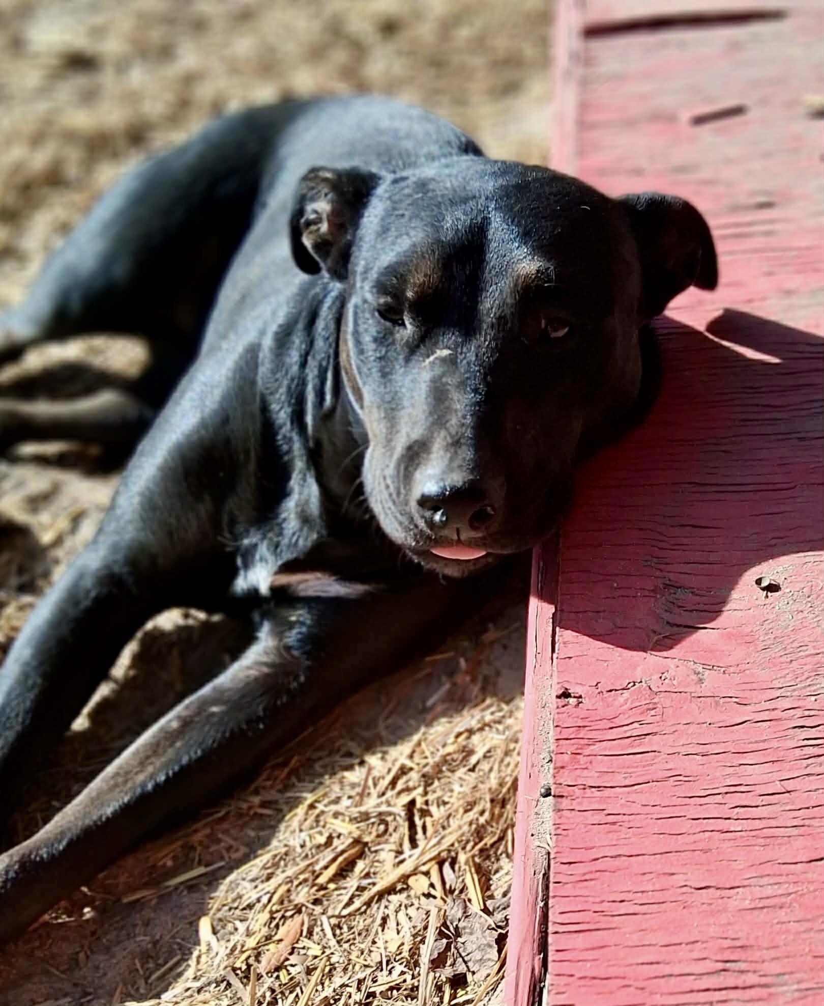 Enlarge Storm, a ADOPTABLE Mixed Breed in Milton, FL image 3/5