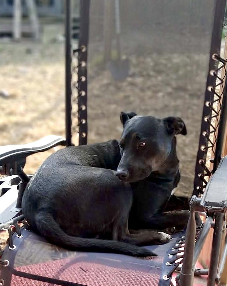 Enlarge Storm, a ADOPTABLE Mixed Breed in Milton, FL image 1/5