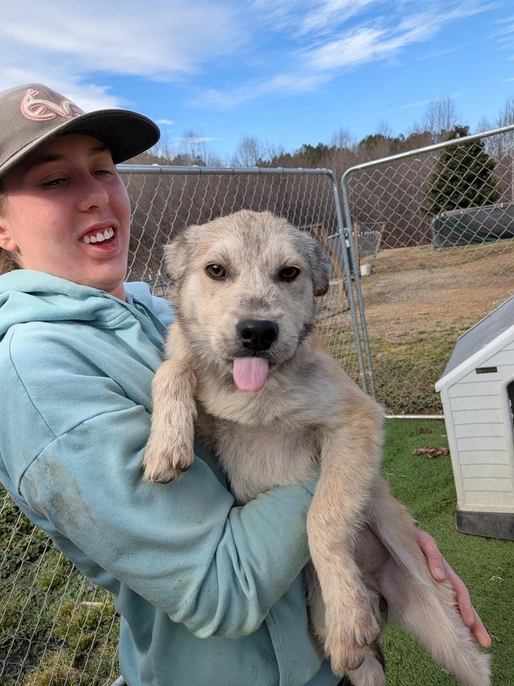 Enlarge Caramel, a Adoptable mixed breed in Statesville, NC image 1/1